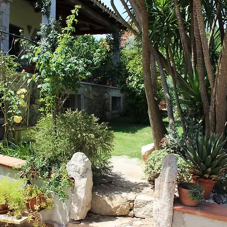 Chorisia 圣特奥多罗