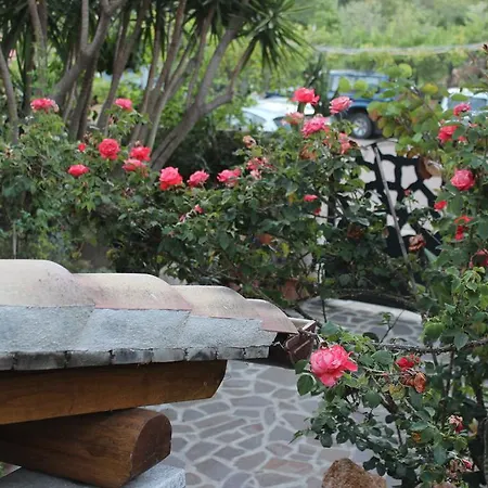 Chorisia 圣特奥多罗