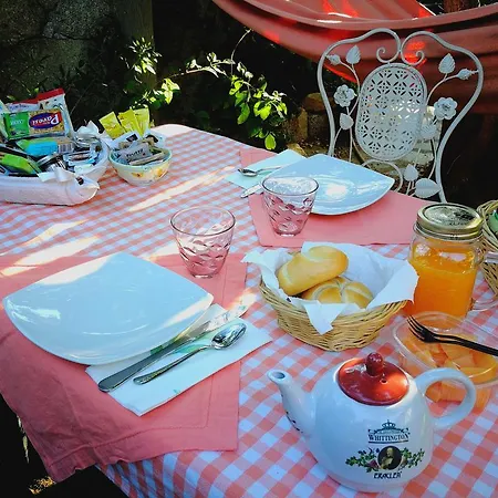 Chorisia 圣特奥多罗