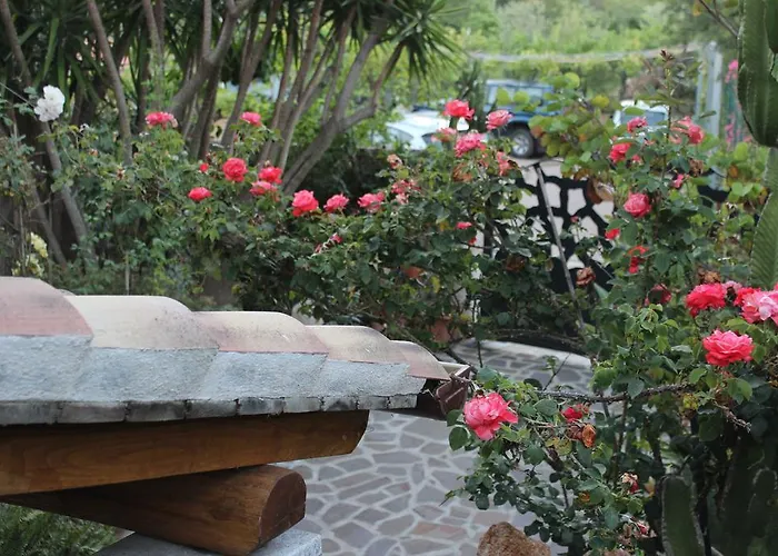 Chorisia San Teodoro (Sardinia)